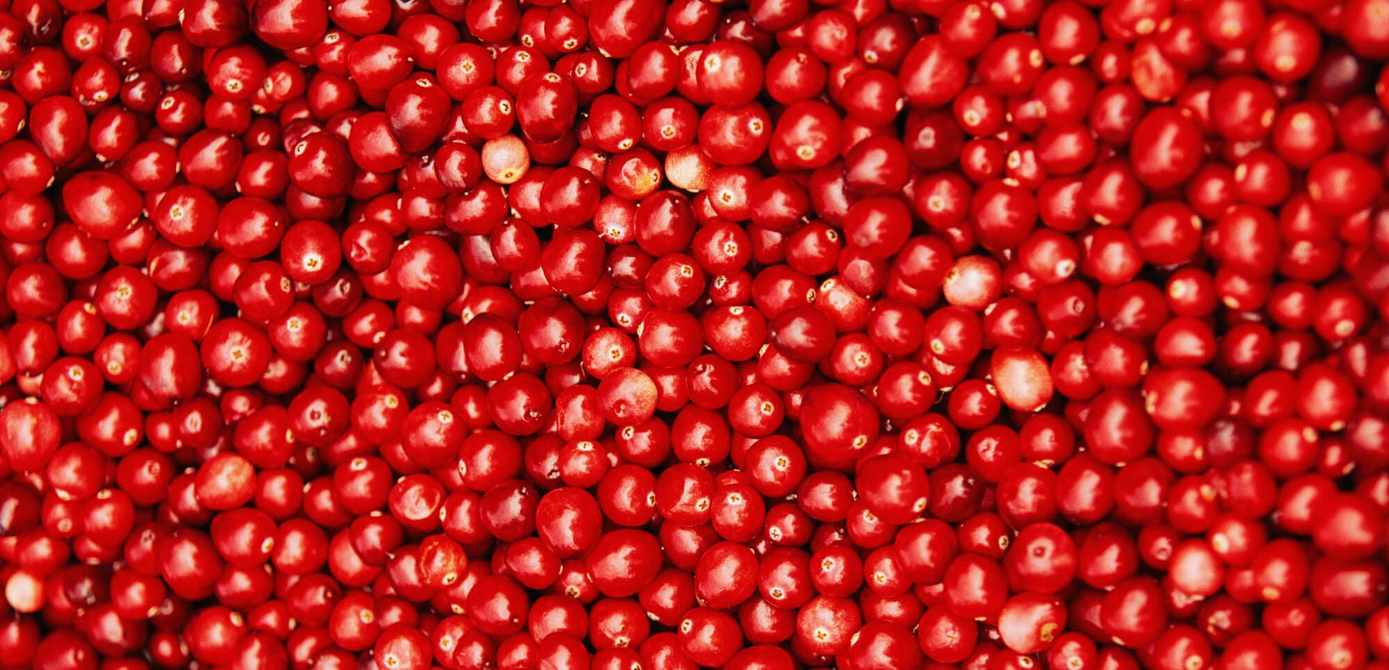 up close image of food