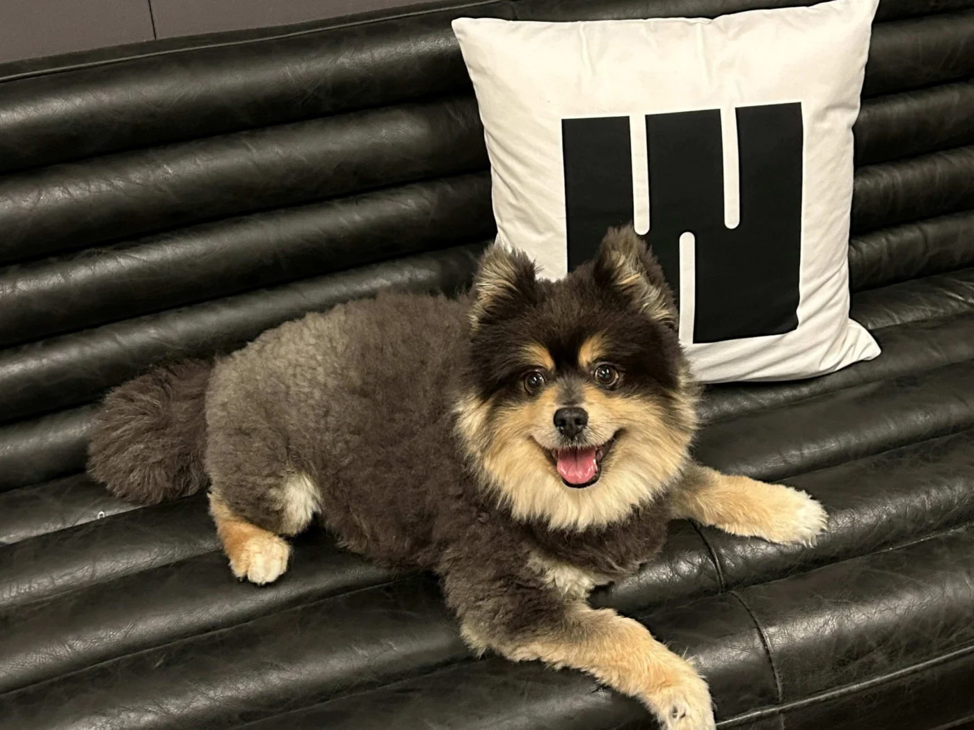 Office dog resting on couch in Weber Shandwick Atlanta workspace, reflecting a relaxed and welcoming team culture